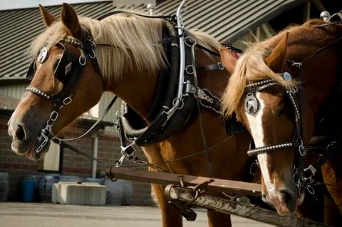 Joking Horses Stock Photos