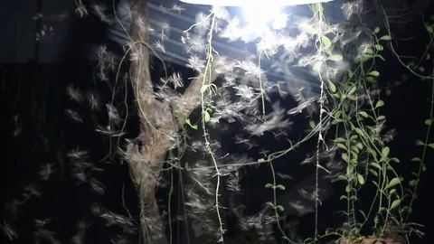 Joking insects at night light Stock Footage 128812524