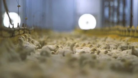 Jolly chicken lying, drinking and sleeping in a hen factory with blurred bulbs Stock Footage 99280921