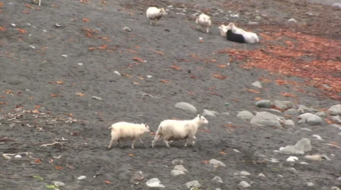 Jolly sheep go to the beach jumping - zoom out Stock Footage 37273288