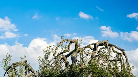 Jonathan Apple Tree Time Lapse of Clouds moving behind the tree Stock-Footage 55376647