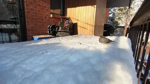 A jonco alone, on the snow, in winter, eating a sunflower seed Stock-Footage 170409612