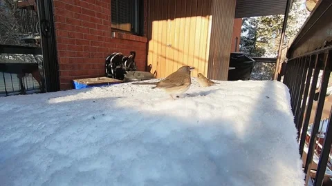 A jonco, front view, trying to eat a sunflower seed, in winter, on a snow ban Stock Footage 170409085