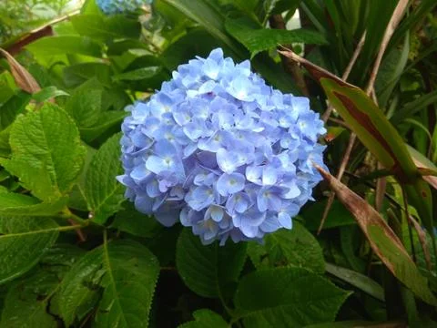 Jongle Flower Фото