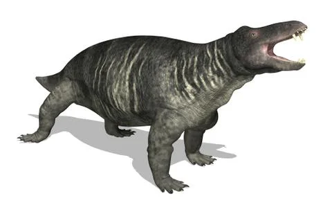 Jonkeria Stock Illustration