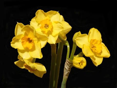 Jonquil Flowers Stock Photos