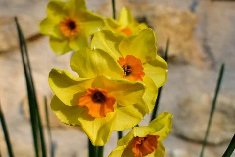 Jonquil Flowers. Stock Photos