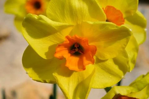Jonquil Flowers. Stock Photos