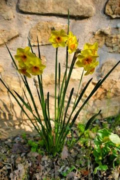 Jonquil Flowers. Stock Photos