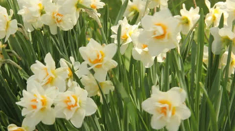 Jonquil flowers waving in the wind Stock Footage 23721402