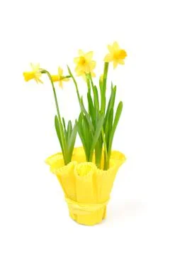 Jonquil isolated on white background. Stock Photos