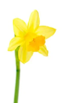 Jonquil isolated on white background. Stock Photos
