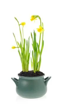 Jonquil isolated on white background. Stock Photos