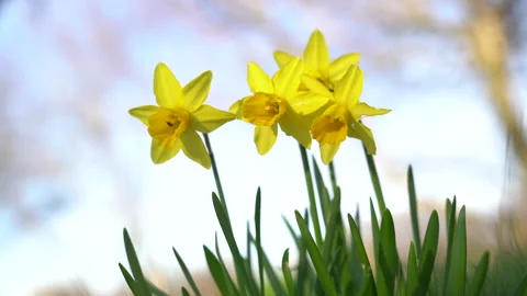 Jonquil in meadow. Spring flower and defocused nature background Stock Footage 270156019