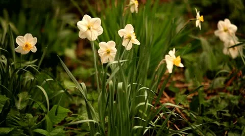 Jonquil. Start raining. Close up. Natural background. 스톡 동영상 12694918