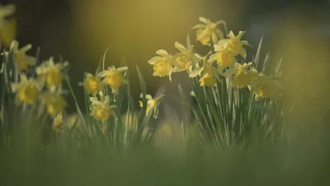 Jonquilles bougeant dans le vent au printemps Stock Footage 190289975