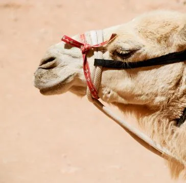 In jordan the head of a camel Foto stock