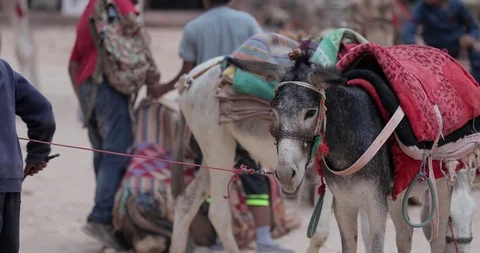 Jordan Petra Facade Of The Treasury Building The Ancient Nabatean Stock Footage 100325947