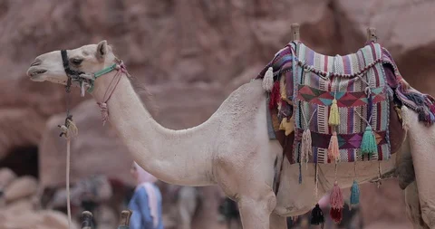 Jordan Petra Facade Of The Treasury Building The Ancient Nabatean Stock Footage 100326077