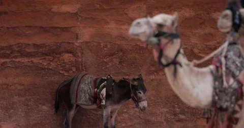 Jordan Petra Facade Of The Treasury Building The Ancient Nabatean Stock Footage 100361706