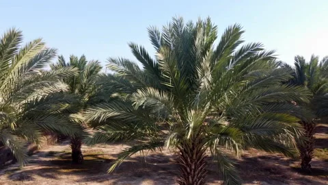 Jordan Valley Date Palms Video stock 227709422