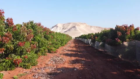 Jordan Valley Grove Stock Footage 227709488