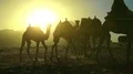 Jordanian with camels in Wadi Rum desert in Jordan HD Footage
