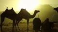 Jordanian with camels in Wadi Rum desert in Jordan HD Footage