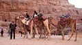Jordanians on camels in Petra, historical and archaeological city in Jordan HD Footage