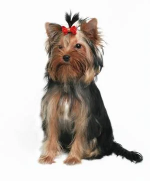 Jorkshirsky terrier Stock Photos
