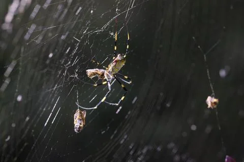 Joro Spider in large web with captured food Stock Photos