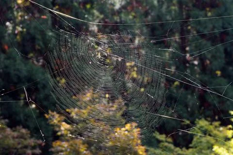 Joro Spider in large web Stock Photos