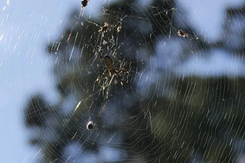 Joro Spider in large web Stock Photos