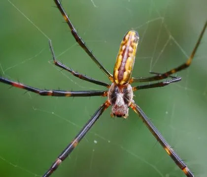 Joro Spider Foto stock