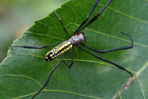 Joro Spider 写真素材