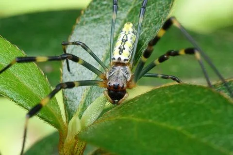 Joro Spider Foto stock