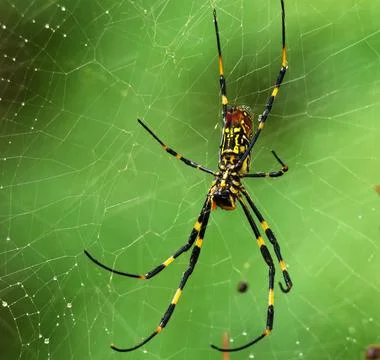 Joro Spider Foto stock