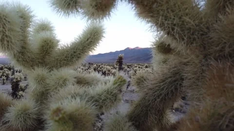 Joshua Closeup cactus Vídeos de archivo 165941599