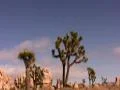 Joshua Tree 01 Motion Control Time Lapse Pan 100x Web Footage