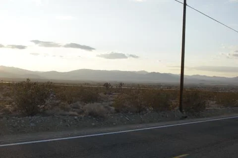 Joshua Tree 1 스톡 사진