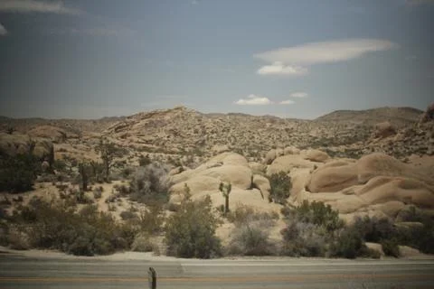 Joshua tree 2 스톡 사진