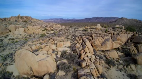 Joshua tree 6 Stock Footage 58805335