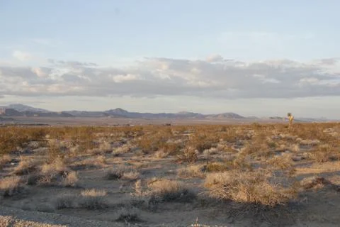 Joshua Tree 8 스톡 사진