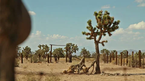 Joshua tree abandoned ranch ghost town desert Stock Footage 33917133