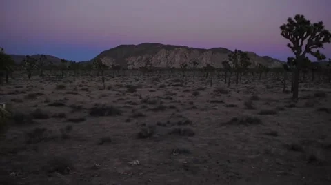 Joshua Tree Aerial Stock Footage