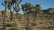 Joshua Tree Aerial Stock Footage