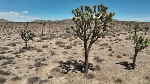 Joshua Tree Aerial Stock Footage 260512082