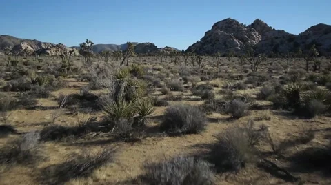 Joshua Tree Aerial.2 Stock Footage 40569713