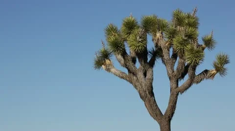 Joshua Tree Against Blue Sky HD Stock Footage 18174841