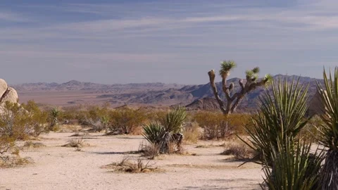 Joshua Tree Alone In Desert With Mountains In Background Stock-Footage 148402974